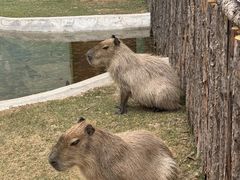 -鄂尔多斯野生动物园