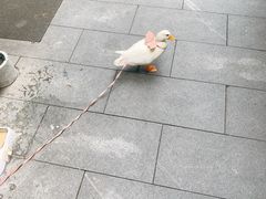 -飞马旅黎黄陂路文旅街区