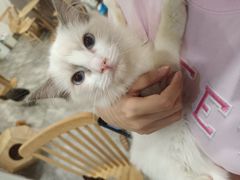 -楼上猫咖(罗湖店)