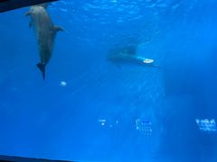 -海合安成都极地海洋公园