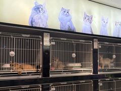 -翊宠yipet猫狗购宠庄园犬舍•猫舍