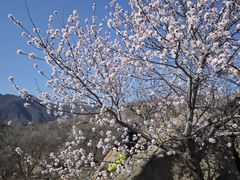 -白水寺森林公园