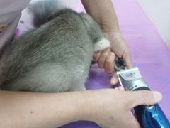 -北京观赏动物医院·24小时大型综合·猫专科·异宠专科