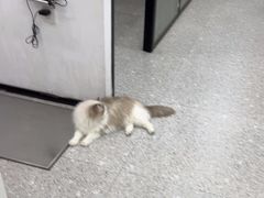 -四月宠物医院·猫专科·心脏专科·内科(转塘店)