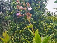 -中国科学院西双版纳热带植物园