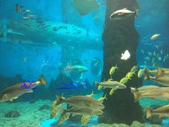 -北戴河圣蓝海洋公园