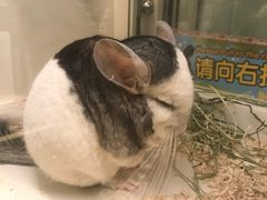 -龙猫仔乐园(惠福东路店)