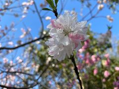 -南汇桃花村