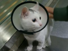 -暖阳宠物医院·犬猫康复中心·骨科