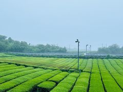 -雪绿茶博物馆