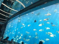 -瑞德姆美人鱼海底演艺主题餐厅(亚龙湾店)