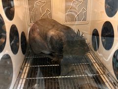 -老吴的猫·猫舍(新区店)