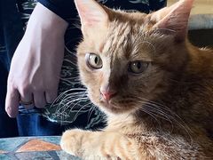 -猫猫幼稚园·撸猫·桌游·电玩