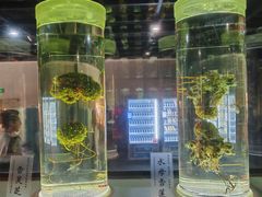 -广东中医药博物馆