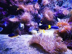 -悉尼海洋生物水族馆