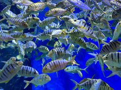 -成都浩海立方海洋公园