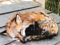 -宫城藏王狐狸村