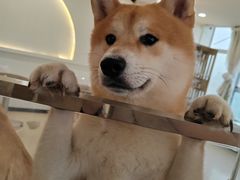 -共舞时光猫咖·狗咖(新街口店)