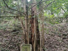 -天目山大树王景区