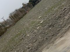 -金科花卉市场