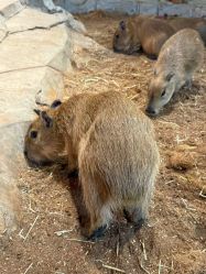 -Zoolung Zoolung动物主题公园(海信广场店)