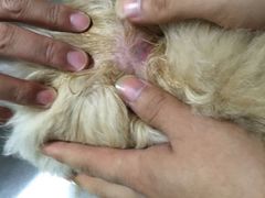 -中农大我爱我爱24h动物医院·中医针灸·猫专科·骨科医疗中心(双井店)
