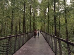 -黄海国家森林公园