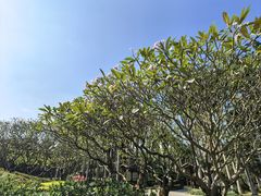 -金花茶公园