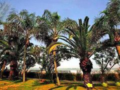 -大嶝英雄三岛战地观光园