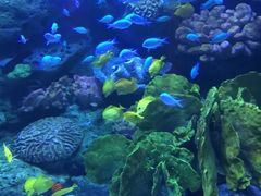 -暹罗海洋世界