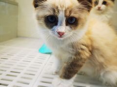 -lincat·猫舍(广州店)