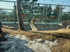 -西霞口神雕山野生动物世界