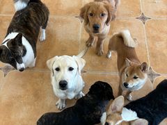 -Let's go狗咖·猫咖·奶狗·桌游(春熙路IFS店)