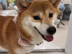 -共舞时光猫咖·狗咖(新街口店)