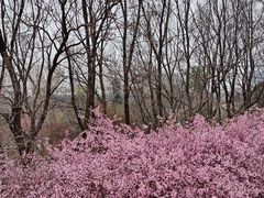 -洛阳市隋唐城遗址植物园
