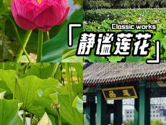 -莲花池公园