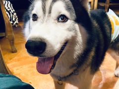 -more than meow吴止猫主题餐厅(承德 中船汇店)