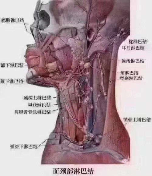 n这三个地方淋巴结的疏通最重要