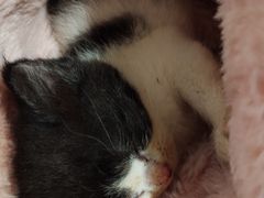-楼上猫咖(罗湖店)