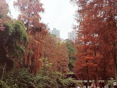 -重庆彩云湖湿地公园