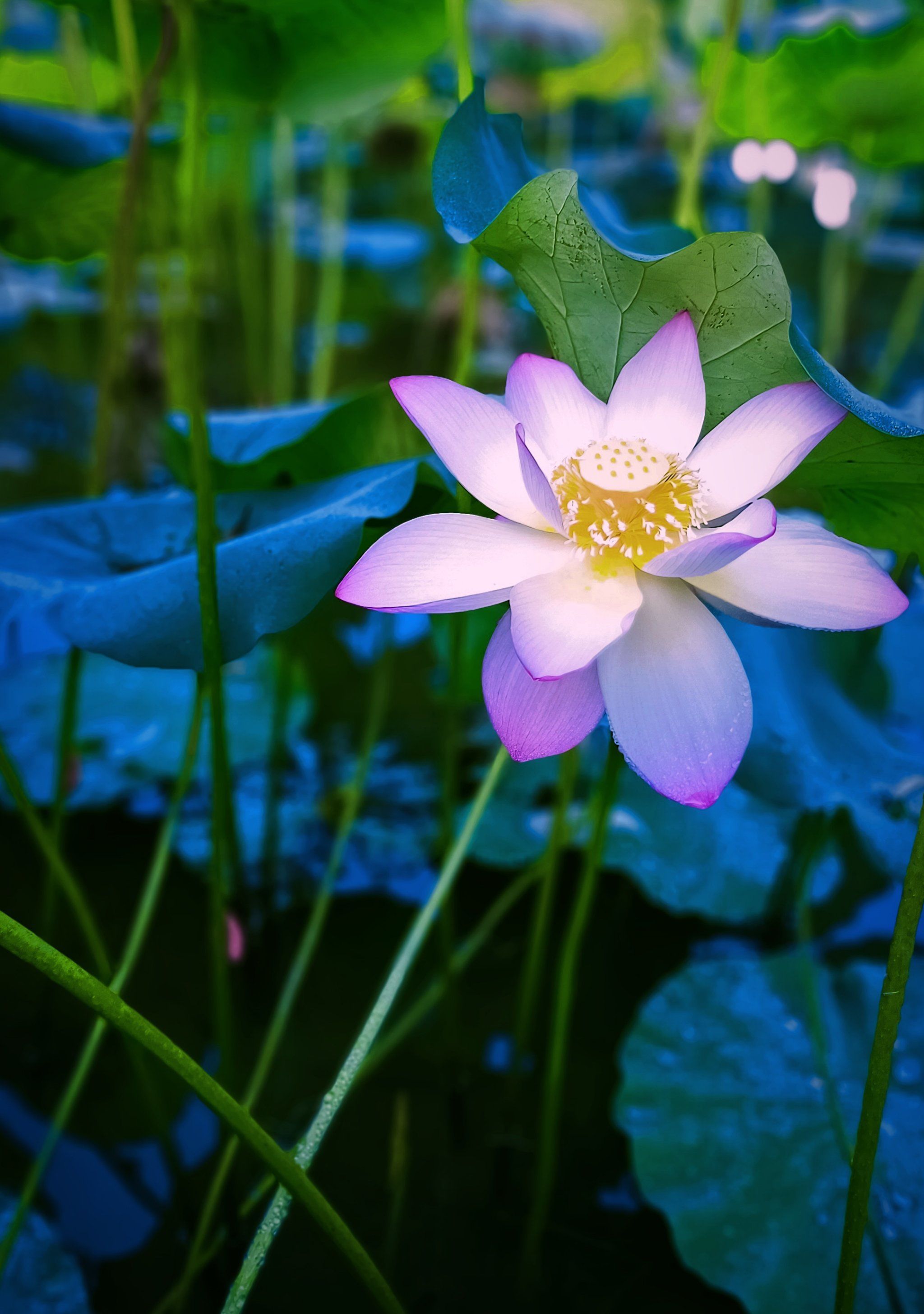 佛山亚艺公园[爱]:仙雾缭绕荷香来[玫瑰]