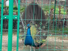 -西双版纳融创皇冠假日度假酒店