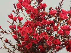 -循礼门鲜花花市(武汉循礼门店)