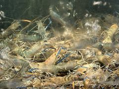 -海鲜e族(马王堆店)