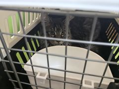 -北京观赏动物医院·24小时大型综合·猫专科·异宠专科