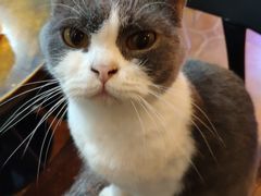 -李小姐の猫咖啡馆(五角场店)