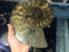 -青岛贝壳博物馆