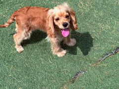 -爪吧宠物乐园 (温榆河示范区店)