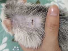 -菲尔斯特宠物医院