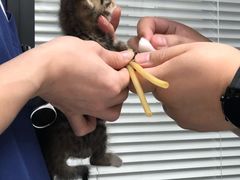 -伟伟宠物医院·CT影像中心·瑞派犬猫综合性门诊(汉口总院)